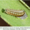 callophrys chalybeitincta dzhamagat larva l2